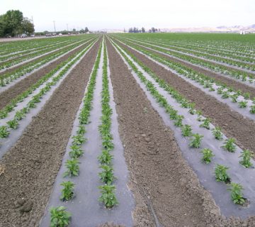 نایلون کشاورزی